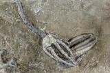 Crinoid Plate ( species) - Indiana #95203-8